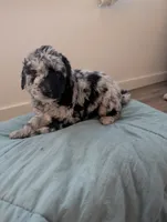 Left Eye, a female Aussiedoodle and Goldendoodle for sale in Calimesa, CA – 4 of 5
