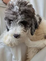 Bunny, a female Aussiedoodle and Goldendoodle for sale in Calimesa, CA – 2 of 5
