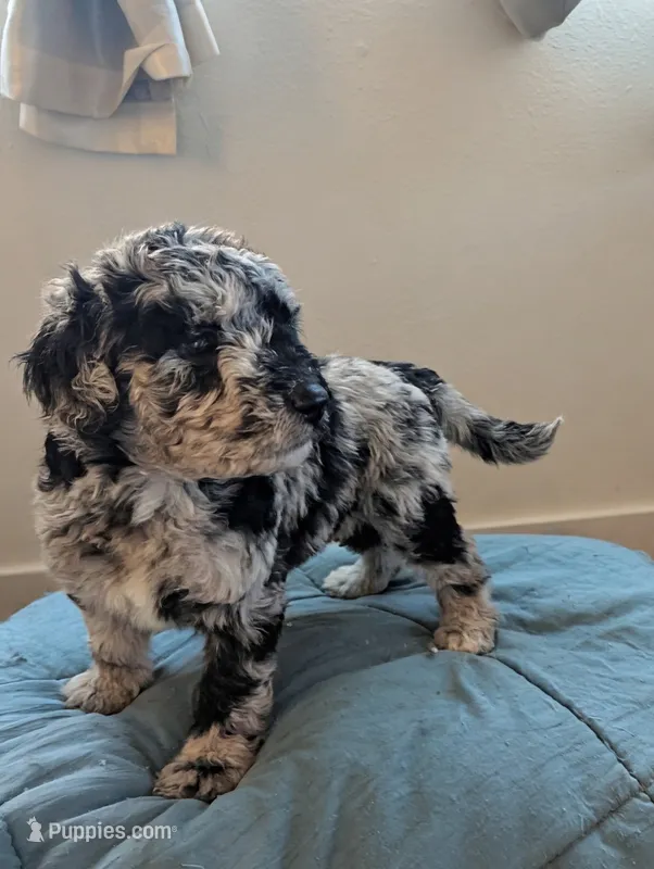 Left Eye – Aussiedoodle, Goldendoodle puppy for sale in Calimesa, CA