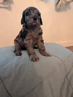 Winston, a male Aussiedoodle and Goldendoodle for sale in Calimesa, CA – 3 of 4