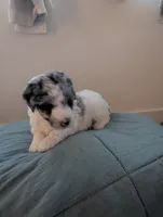 Shabby, a female Aussiedoodle and Goldendoodle for sale in Calimesa, CA – 5 of 5