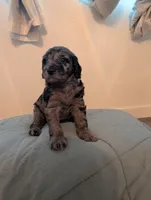 Winston, a male Aussiedoodle and Goldendoodle for sale in Calimesa, CA – 4 of 4