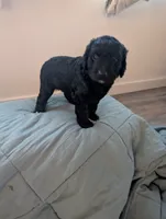 Salem , a female Aussiedoodle and Goldendoodle for sale in Calimesa, CA – 3 of 3