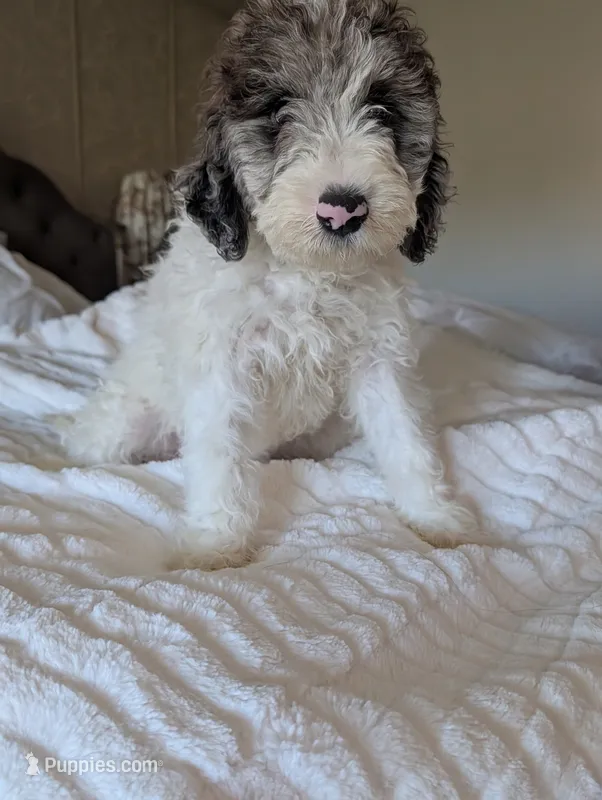 Bunny – Aussiedoodle, Goldendoodle puppy for sale in Calimesa, CA