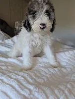 Bunny, a female Aussiedoodle and Goldendoodle for sale in Calimesa, CA – 1 of 5