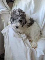 Bunny, a female Aussiedoodle and Goldendoodle for sale in Calimesa, CA – 5 of 5