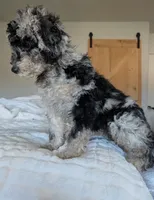 Stormy, a female Aussiedoodle and Goldendoodle for sale in Calimesa, CA – 3 of 4