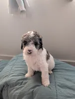 Bunny, a female Aussiedoodle and Goldendoodle for sale in Calimesa, CA – 3 of 5