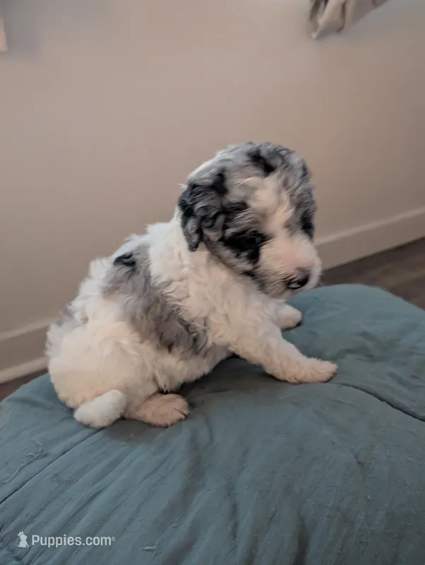 Shabby – Aussiedoodle, Goldendoodle puppy on hold in Calimesa, CA