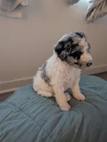 Shabby, a female Aussiedoodle and Goldendoodle for sale in Calimesa, CA – 4 of 5