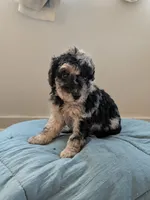 Stormy, a female Aussiedoodle and Goldendoodle for sale in Calimesa, CA – 2 of 5
