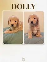 Dolly, a female Aussiedoodle and Goldendoodle for sale in Calimesa, CA – 1 of 3