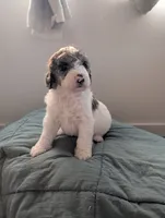 Bunny, a female Aussiedoodle and Goldendoodle for sale in Calimesa, CA – 4 of 5