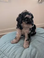 Stormy, a female Aussiedoodle and Goldendoodle for sale in Calimesa, CA – 4 of 5