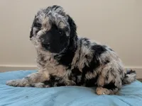 Left Eye, a female Aussiedoodle and Goldendoodle for sale in Calimesa, CA – 2 of 5