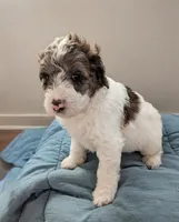 Bunny, a female Aussiedoodle and Goldendoodle for sale in Calimesa, CA – 2 of 5