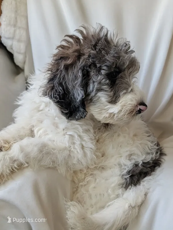 Bunny – Aussiedoodle, Goldendoodle puppy for sale in Calimesa, CA