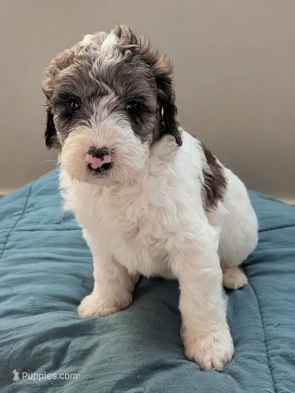 Bunny – Aussiedoodle, Goldendoodle puppy for sale in Calimesa, CA
