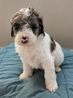 Bunny, a female Aussiedoodle and Goldendoodle for sale in Calimesa, CA – 1 of 5