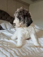 Bunny, a female Aussiedoodle and Goldendoodle for sale in Calimesa, CA – 3 of 5