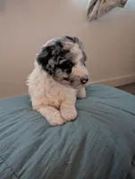 Shabby, a female Aussiedoodle and Goldendoodle for sale in Calimesa, CA – 3 of 5