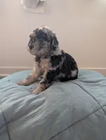 Stormy, a female Aussiedoodle and Goldendoodle for sale in Calimesa, CA – 5 of 5