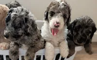 Bunny, a female Aussiedoodle and Goldendoodle for sale in Calimesa, CA – 5 of 5