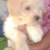 Jelly bean, a male Miniature Schnauzer for sale in Hancock, WI – 1 of 1