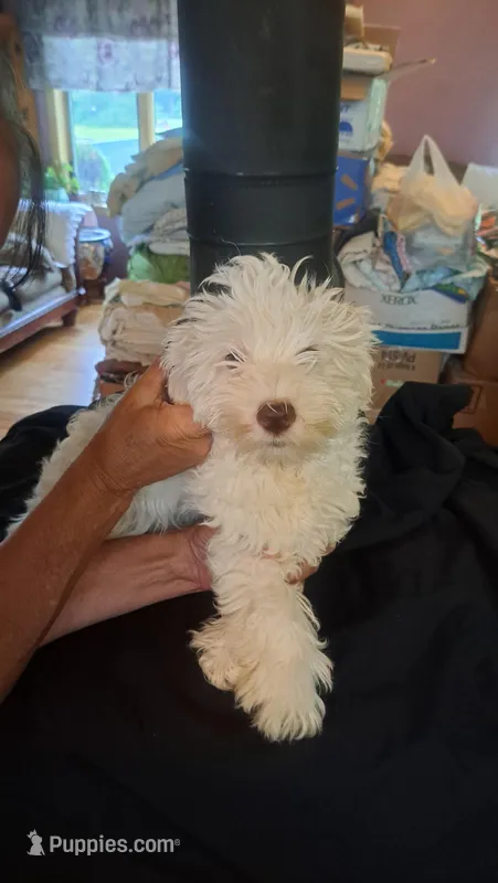 krypto – Miniature Schnauzer puppy for sale in Hancock, WI