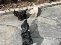 Gadiva, a female Cockapoo for sale in Chattahoochee Hills, GA – Photo 3 of 3