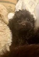Gadiva, a female Cockapoo for sale in Chattahoochee Hills, GA – Photo 2 of 3