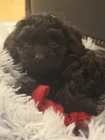 Gadiva, a female Cockapoo for sale in Chattahoochee Hills, GA – Photo 1 of 3