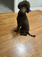 Simba, a male Goldendoodle for sale in Charlotte, NC – 2 of 4