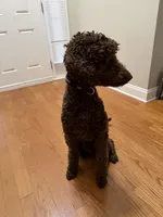 Simba, a male Goldendoodle for sale in Charlotte, NC – 3 of 4