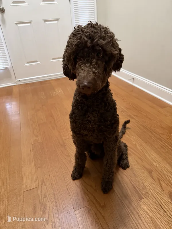 Simba – Goldendoodle puppy for sale in Charlotte, NC