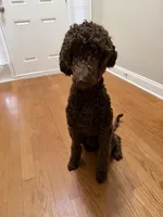 Simba, a male Goldendoodle for sale in Charlotte, NC – 1 of 4