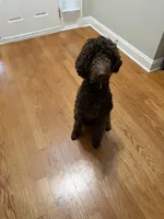 Simba, a male Goldendoodle for sale in Charlotte, NC – 4 of 4
