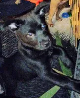 Chocolate, a male Chow Chow and American Pit Bull Terrier for sale in Nashville, TN – Photo 2 of 4