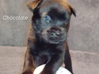 Chocolate, a male Chow Chow and American Pit Bull Terrier for sale in Nashville, TN – Photo 4 of 4