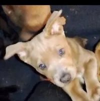 Pearl Blue Fawn, a female Chow Chow and American Pit Bull Terrier for sale in Nashville, TN – Photo 1 of 7