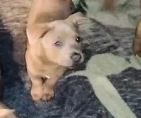 Pearl Blue Fawn, a female Chow Chow and American Pit Bull Terrier for sale in Nashville, TN – Photo 2 of 7