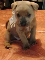 Pearl Blue Fawn, a female Chow Chow and American Pit Bull Terrier for sale in Nashville, TN – Photo 7 of 7