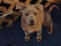 Pearl Blue Fawn, a female Chow Chow and American Pit Bull Terrier for sale in Nashville, TN – Photo 4 of 7