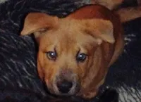 Bandit, a male Chow Chow and American Pit Bull Terrier for sale in Nashville, TN – Photo 1 of 5