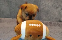 Bandit, a male Chow Chow and American Pit Bull Terrier for sale in Nashville, TN – Photo 4 of 5