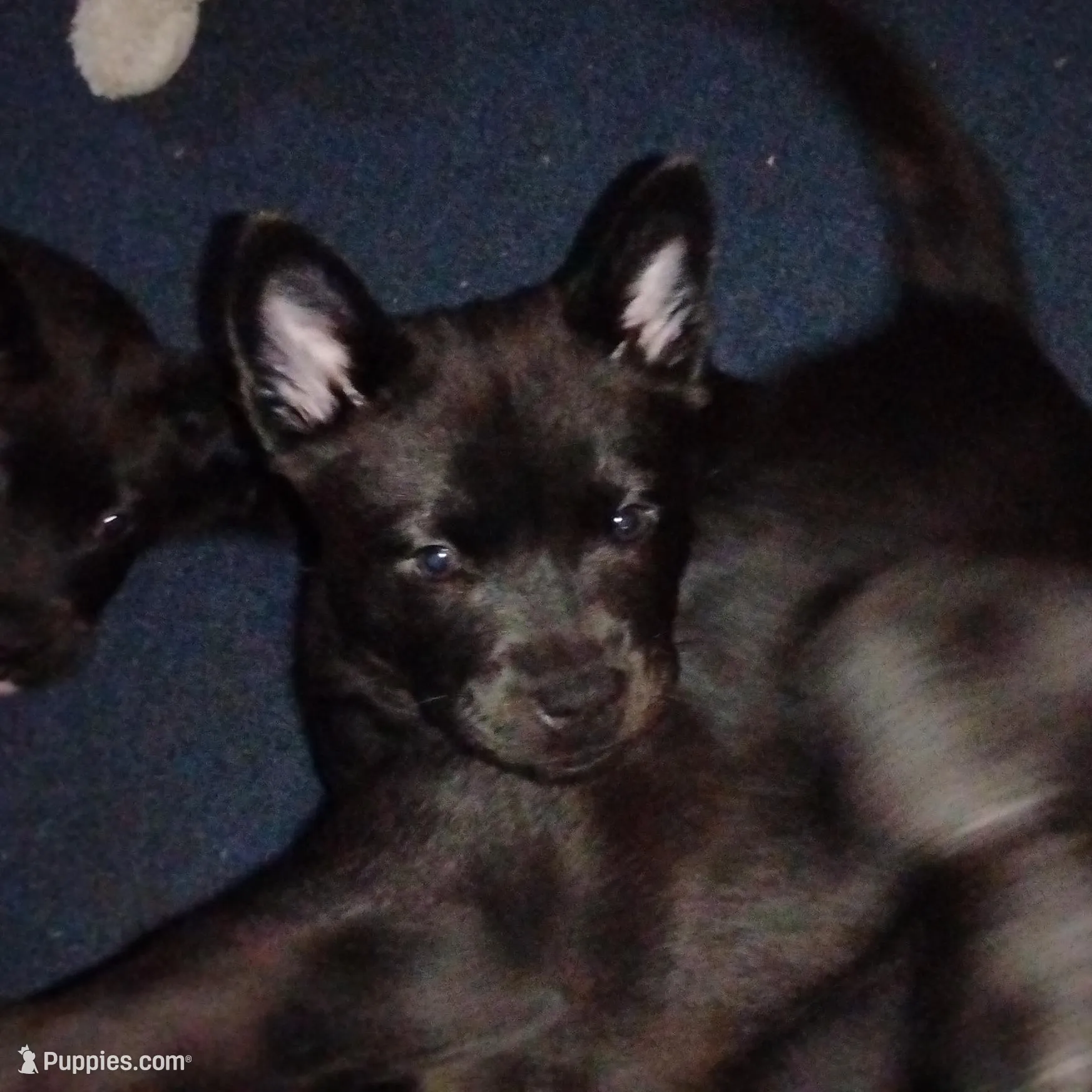 Baby, a female Chow Chow and American Pit Bull Terrier for sale in Nashville, TN – Photo 3 of 6