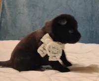 Baby, a female Chow Chow and American Pit Bull Terrier for sale in Nashville, TN – Photo 5 of 6