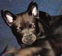 Baby, a female Chow Chow and American Pit Bull Terrier for sale in Nashville, TN – Photo 1 of 6