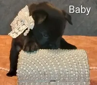 Baby, a female Chow Chow and American Pit Bull Terrier for sale in Nashville, TN – Photo 4 of 6