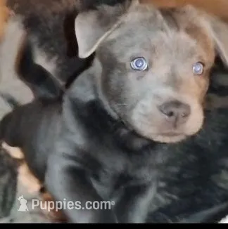 Gracie (BLUE) Female